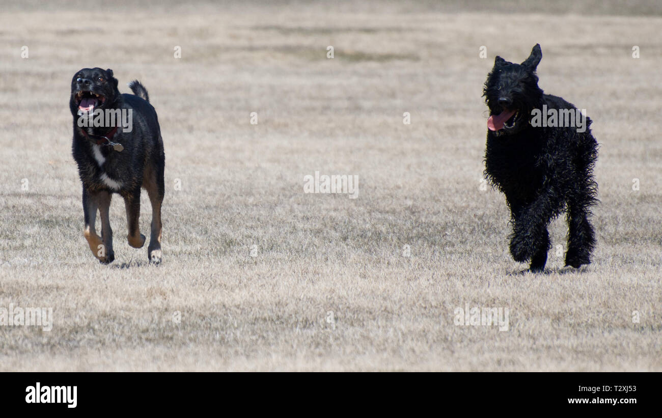 Zwei Hunde zahlen und mit einem Hund Park Stockfoto