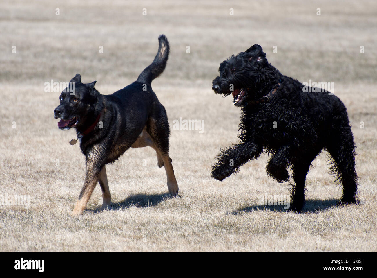 Zwei Hunde zahlen und mit einem Hund Park Stockfoto