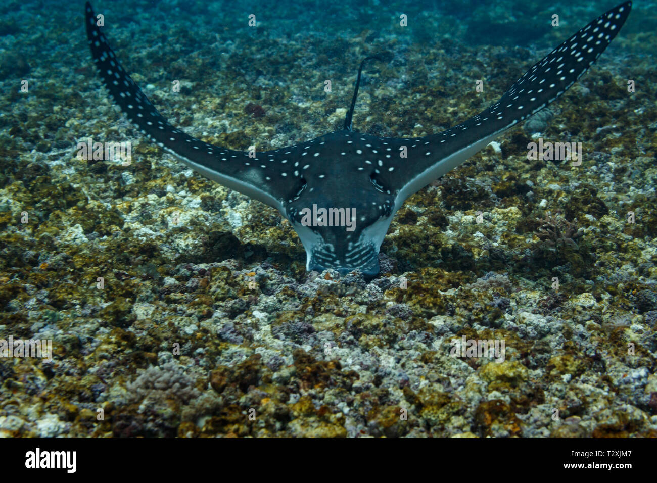 Nahaufnahme von spotted Eagle Ray, Aetobatus narinari, nähert sich Taucher mit Kopf nach unten Strahlen auf voller Anzeige Stockfoto