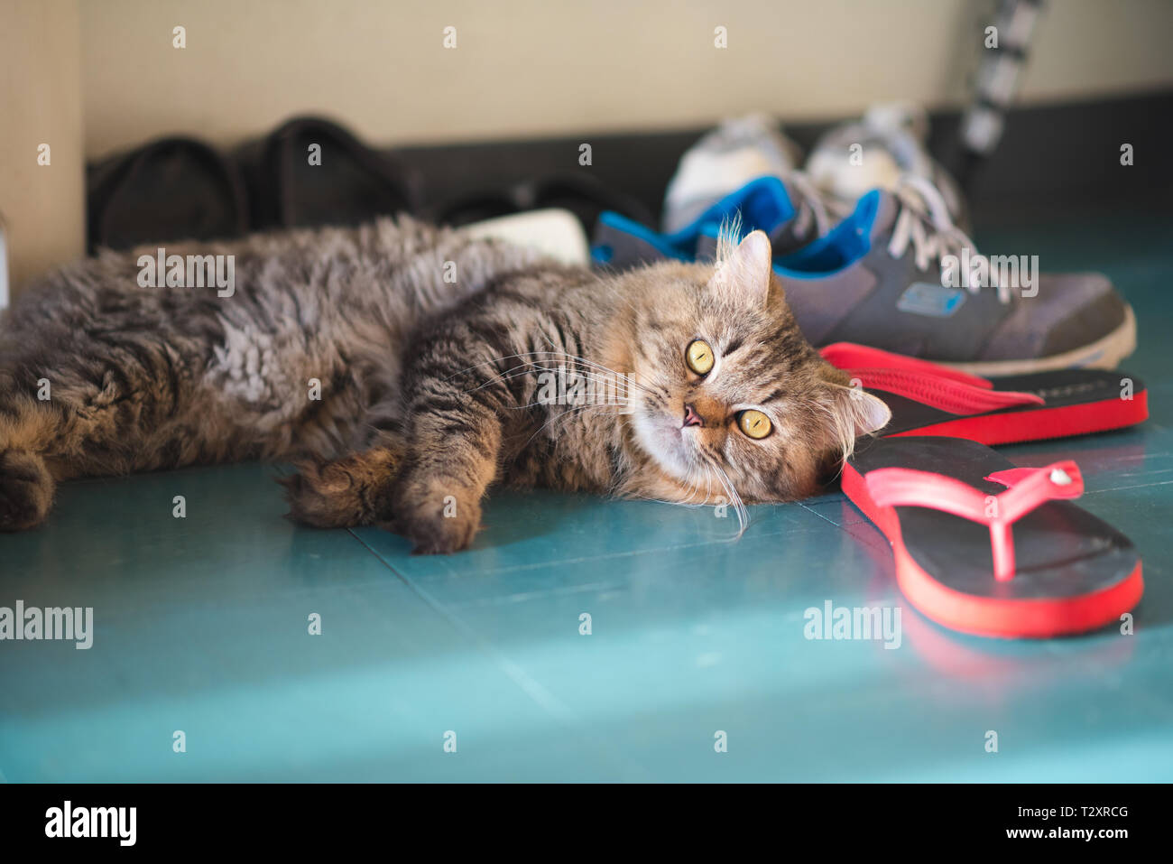 Schönen Kater aalen sich in der Sonne auf dem Boden neben Schuhe, die er auf den Rest mag. Stockfoto