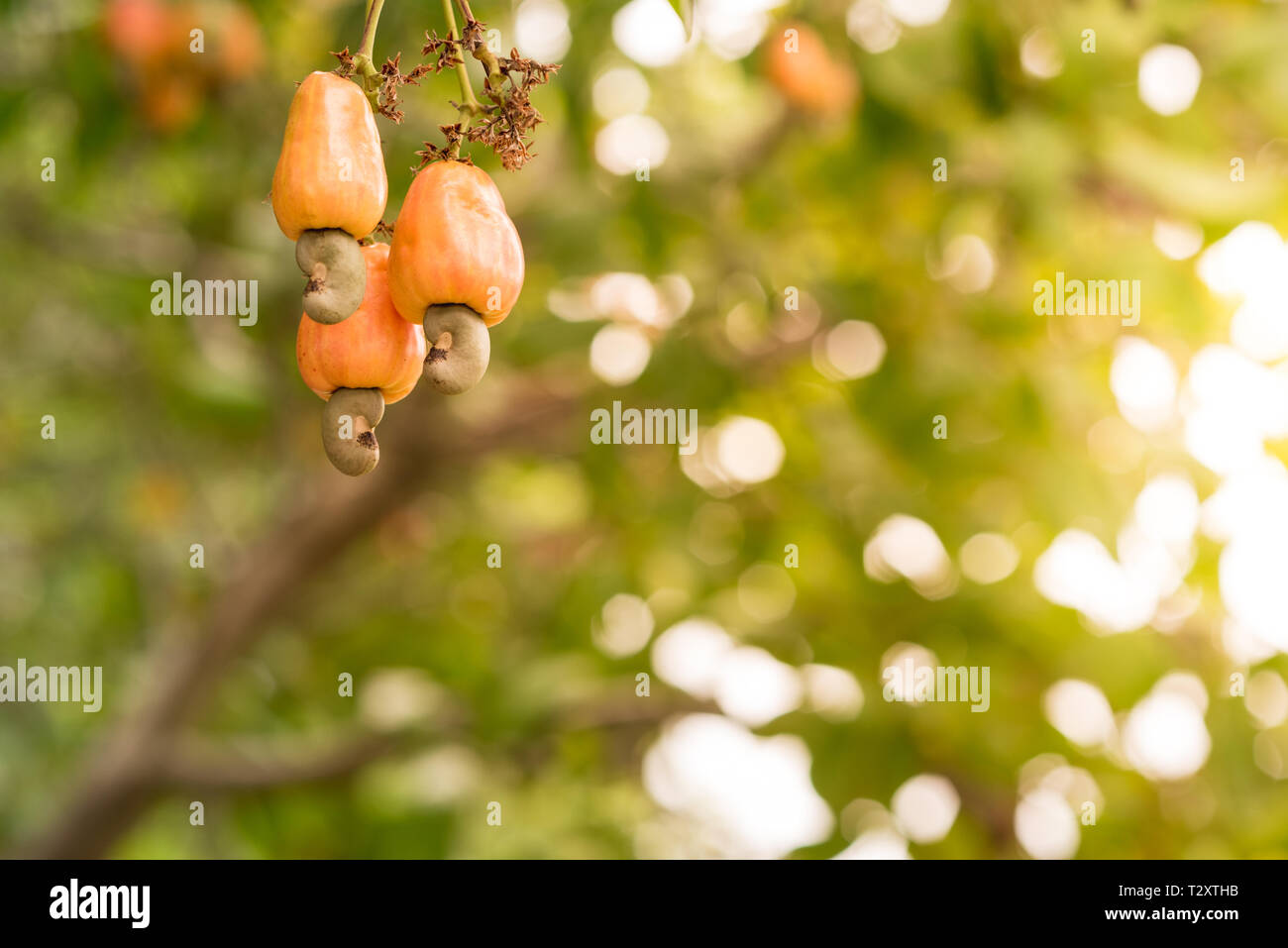 Cashewnüsse auf einem Ast im Garten im Licht des Sonnenuntergangs. Das cashew Baum (Anacardium occidentale) in Prachuap Khiri Khan City, Thailand. Stockfoto