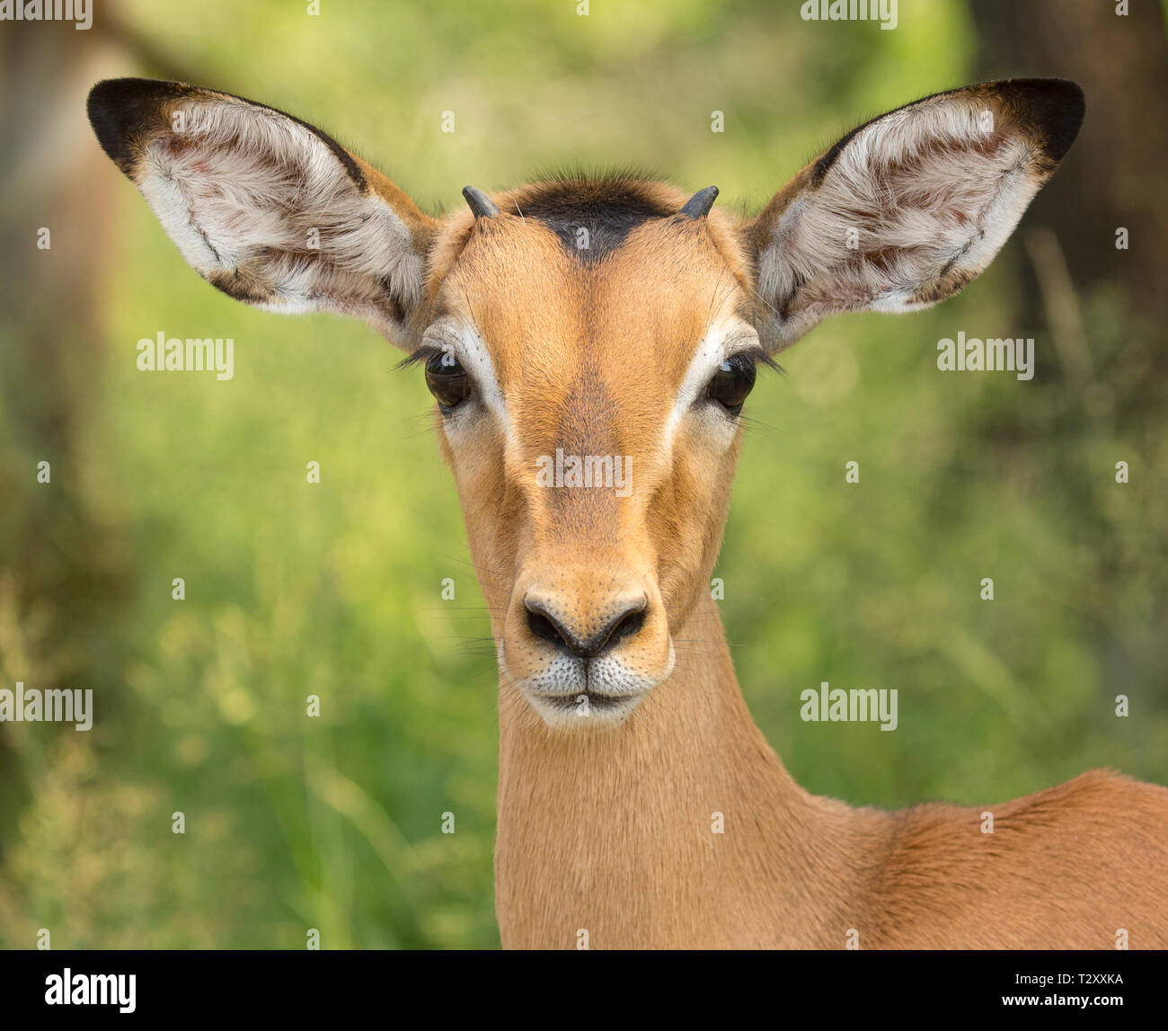 Porträt einer junge männliche Impala, in die Kamera schaut, Krüger Nationalpark, Südafrika Stockfoto