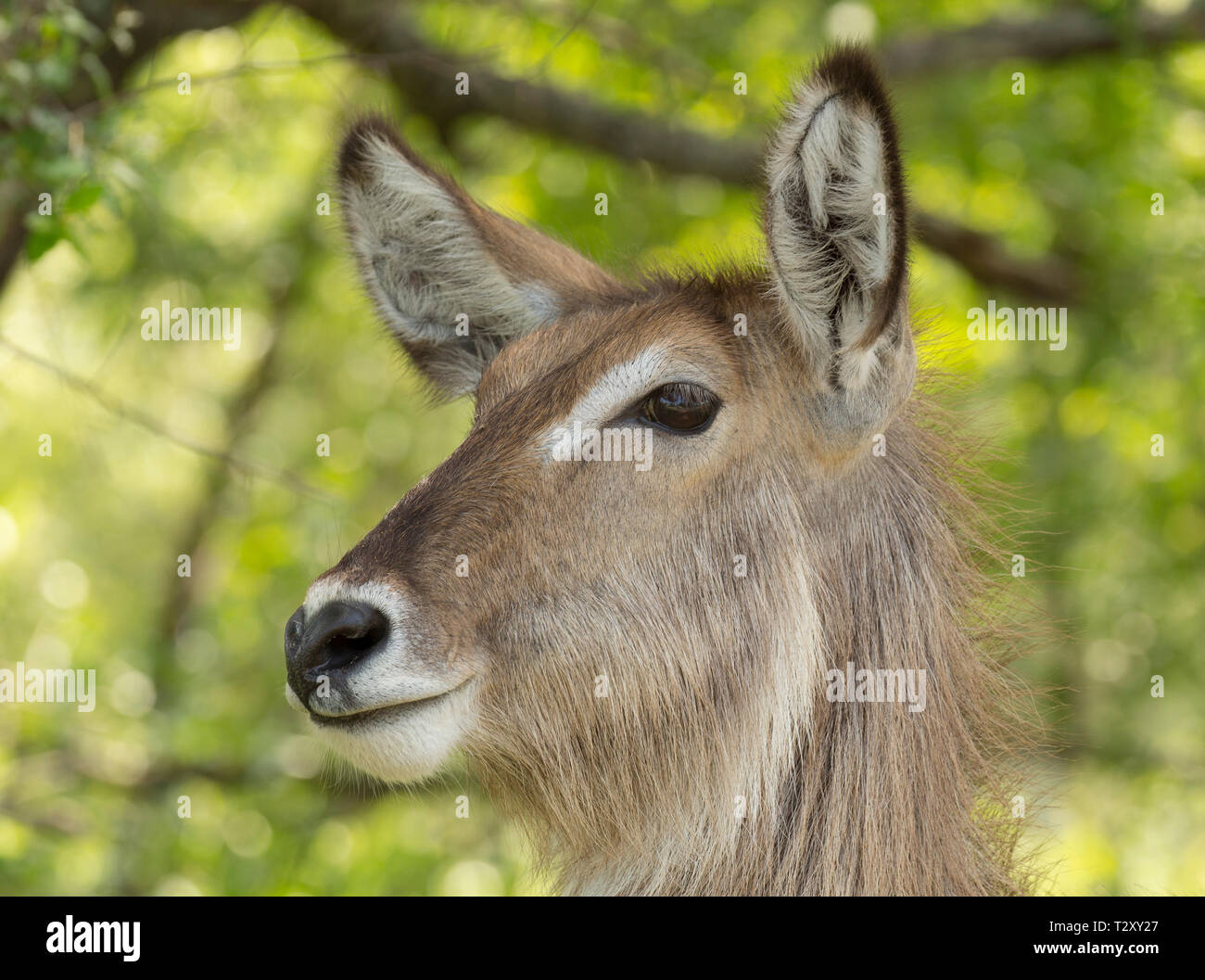Porträt einer wasserbock seitwärts suchen, Krüger Nationalpark, Südafrika Stockfoto