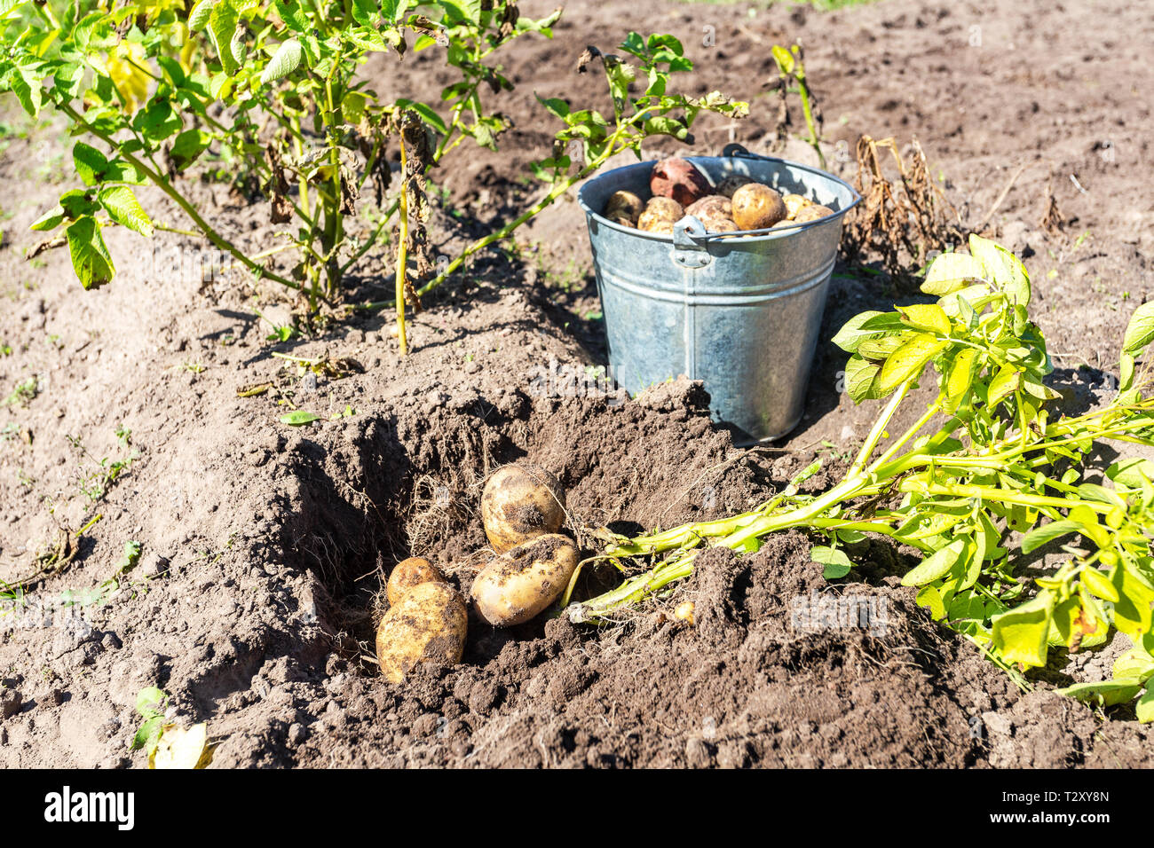 Frisch gegraben Bio Kartoffeln aus neuer Ernte und Schaufel an die Kartoffeln Plantage. Kartoffel Ernte auf dem Feld Stockfoto