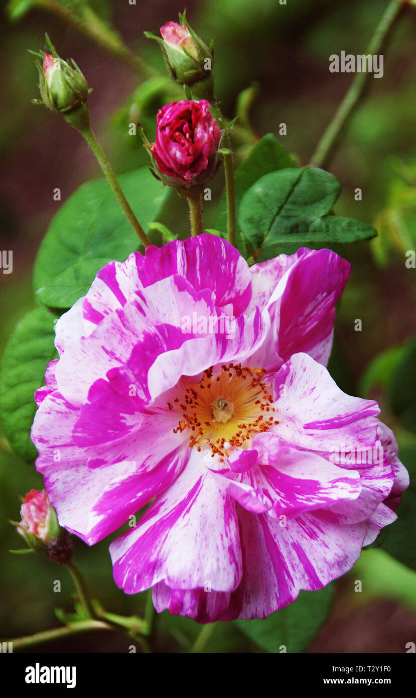 Rosa gallica Versicolor in Compton Verney Stockfoto