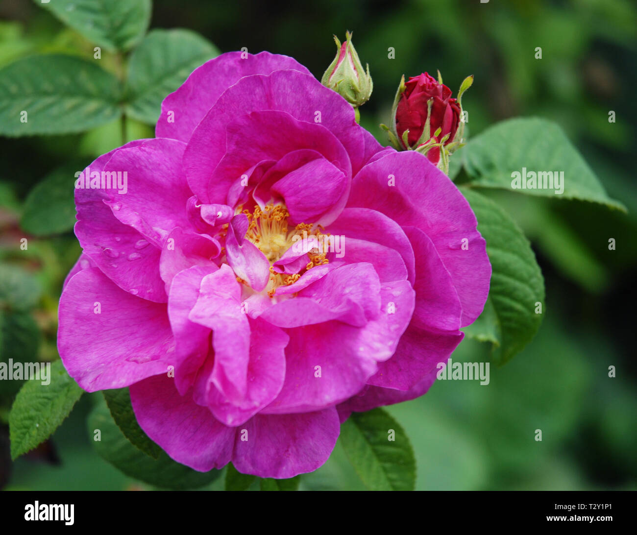 Rosa Gallica Officinalis oder Apothecary Rose in Chelsea Physic Garden mit großen, halbgefüllt, fuchsia Blumen und einem reinen Duft Alter Rosen. Stockfoto