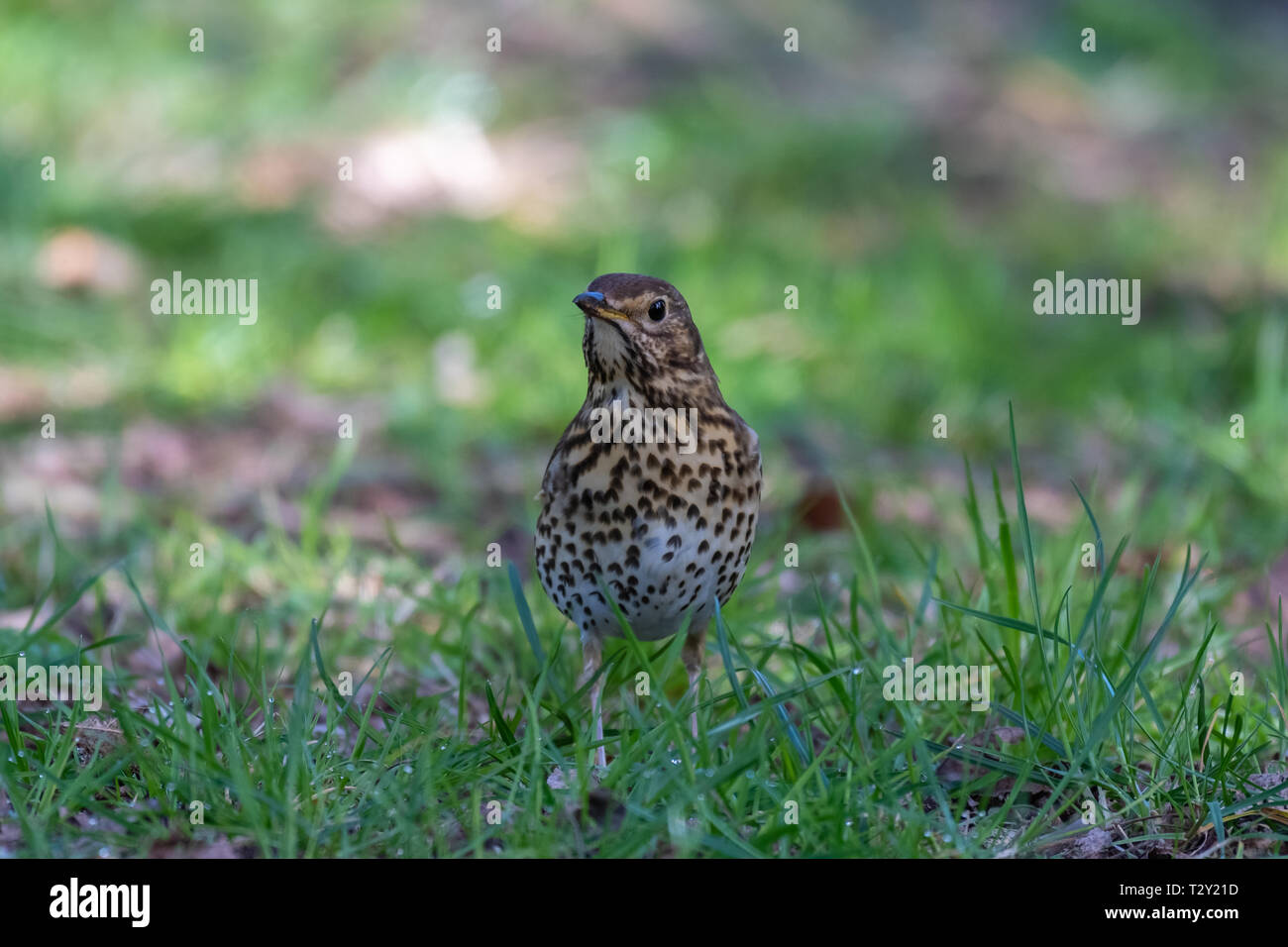Singdrossel (Turdus Philomelos) Stockfoto