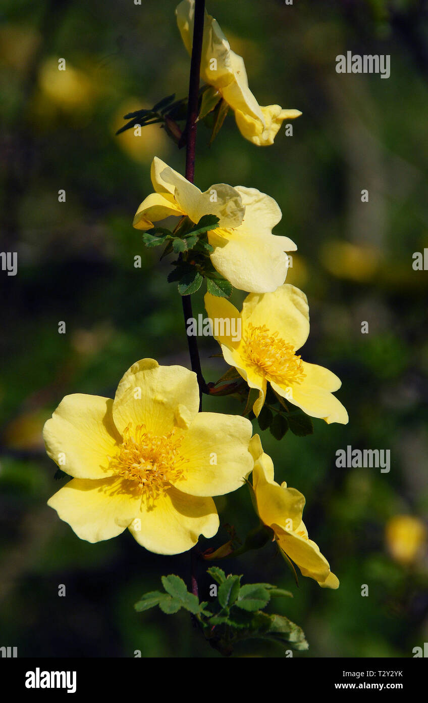 Rosa Xanthina "Canary Bird" Stockfoto