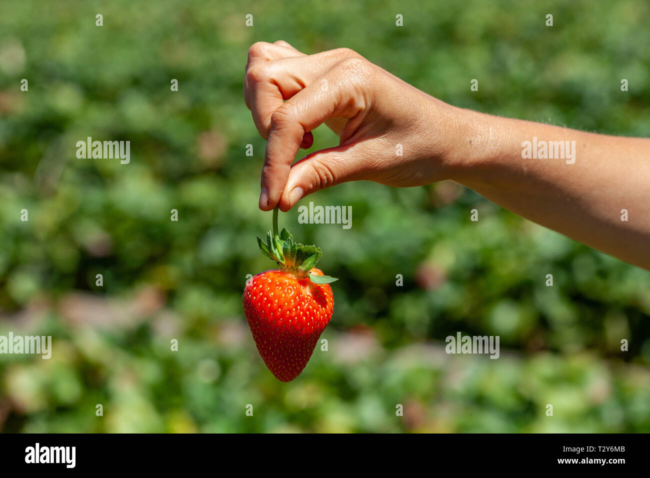 Weibliche Hand, die eine schöne Erdbeere auf verschwommenes grün Hintergrund in Organic Farm Stockfoto