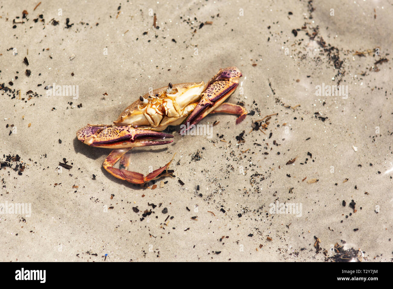 Ovalipes ocellatus, bekannt als die Dame Krabbe, Leopardenkrabbe, Atlantische Leopardenkrabbe, Calico Krabbe oder okellierte Krabbe, heimisch in Ost-Nordamerika. Stockfoto