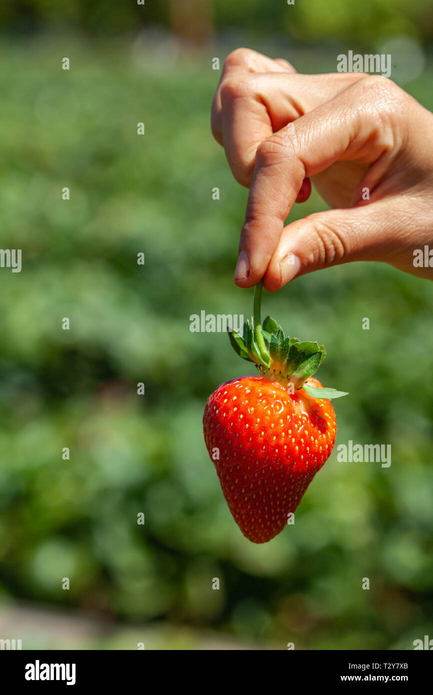 Weibliche Hand, die eine reife Erdbeere auf unscharfen Hintergrund auf sonnigen Tag Stockfoto