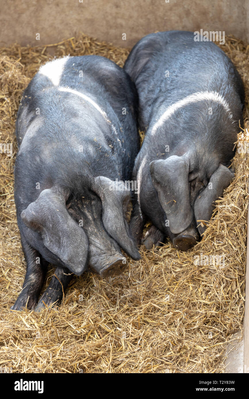 Schweine, die in Cornwall Cornwall Healeys Cyder Farm Stockfoto