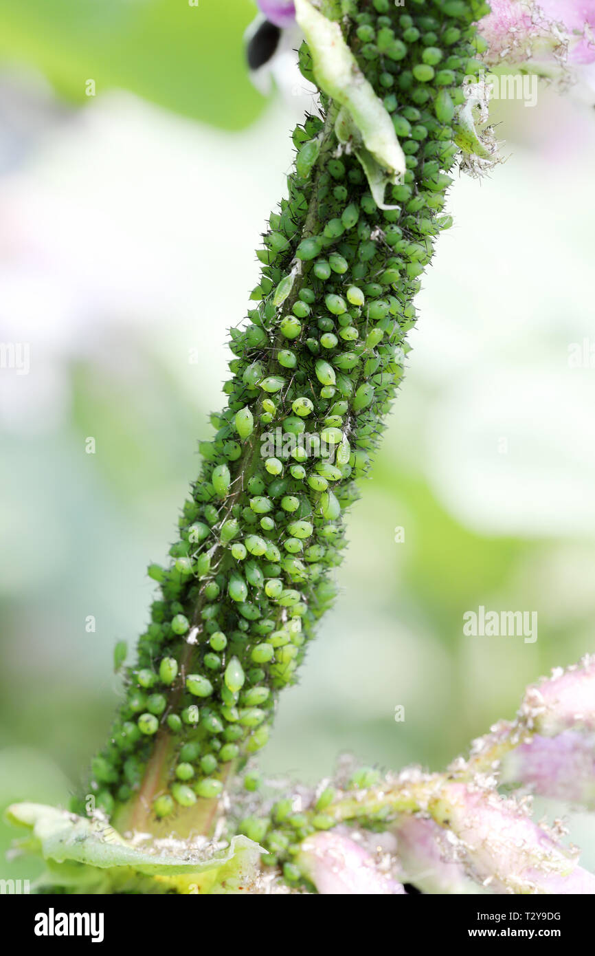 Gegen Blattläuse Befall von Garten Pflanze im Garten Stockfoto