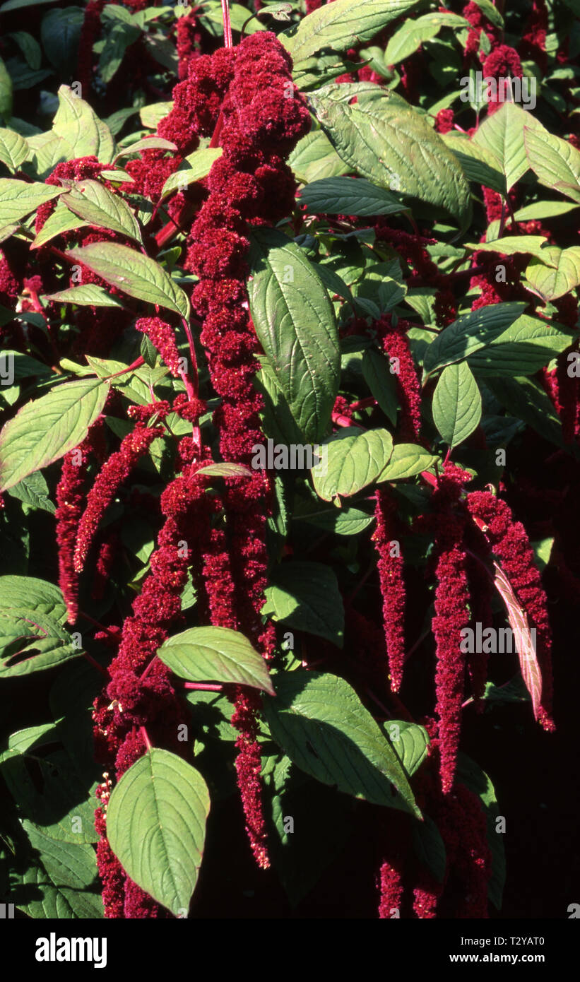 Liebe - Lügen - Blutungen (AMARANTHUS CAUDATUS), auch bekannt als Anhänger AMARANTH, QUASTE BLUME UND FUCHSSCHWANZ FUCHSSCHWANZ. Stockfoto