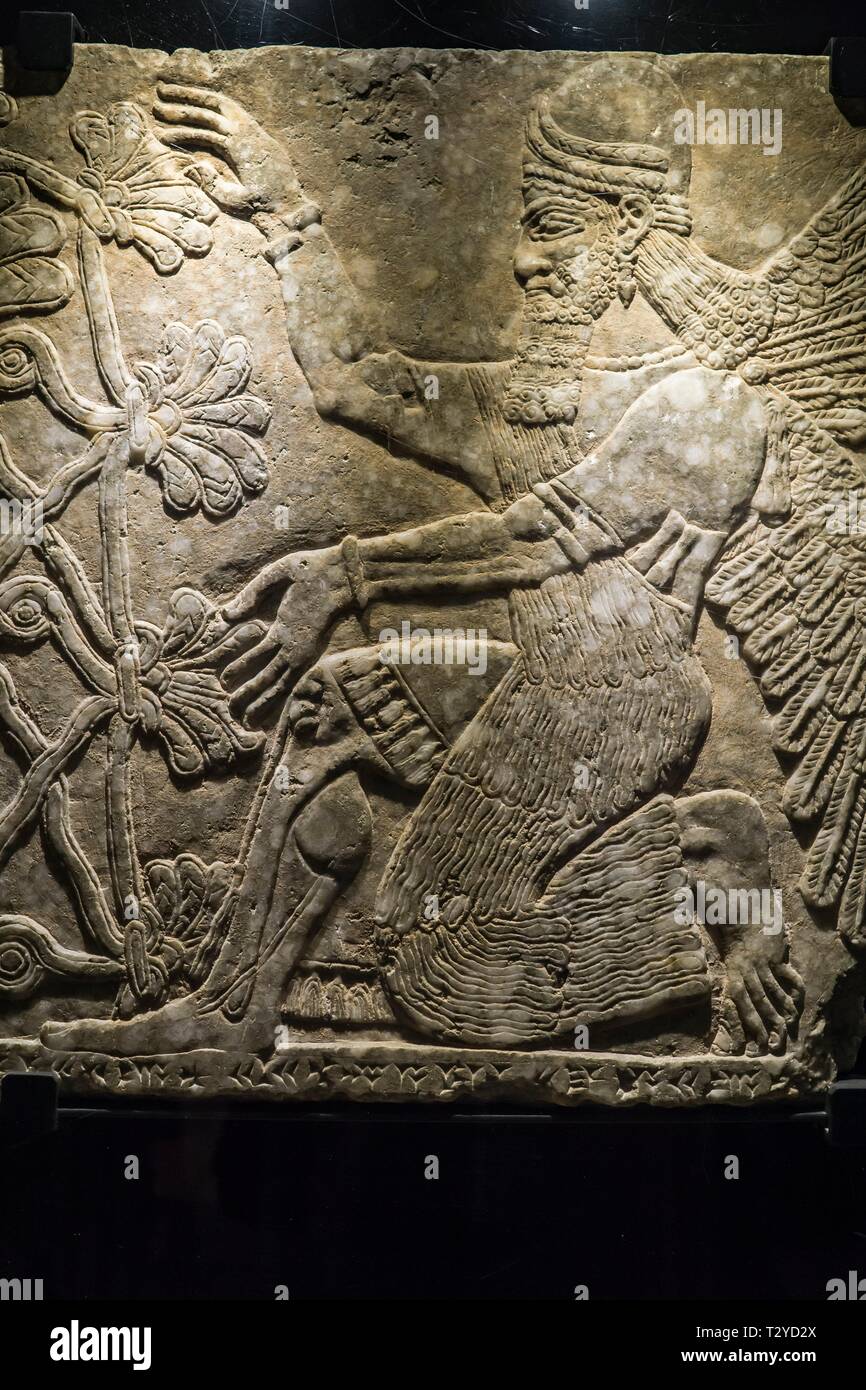 Assyrische Reliefs an den Vatikanischen Museen, geflügelten Genius kniend vor der heilige Baum, Fron Palast von Nimrud, Ashurnasirpal II. 883-859 v. Chr. Stockfoto
