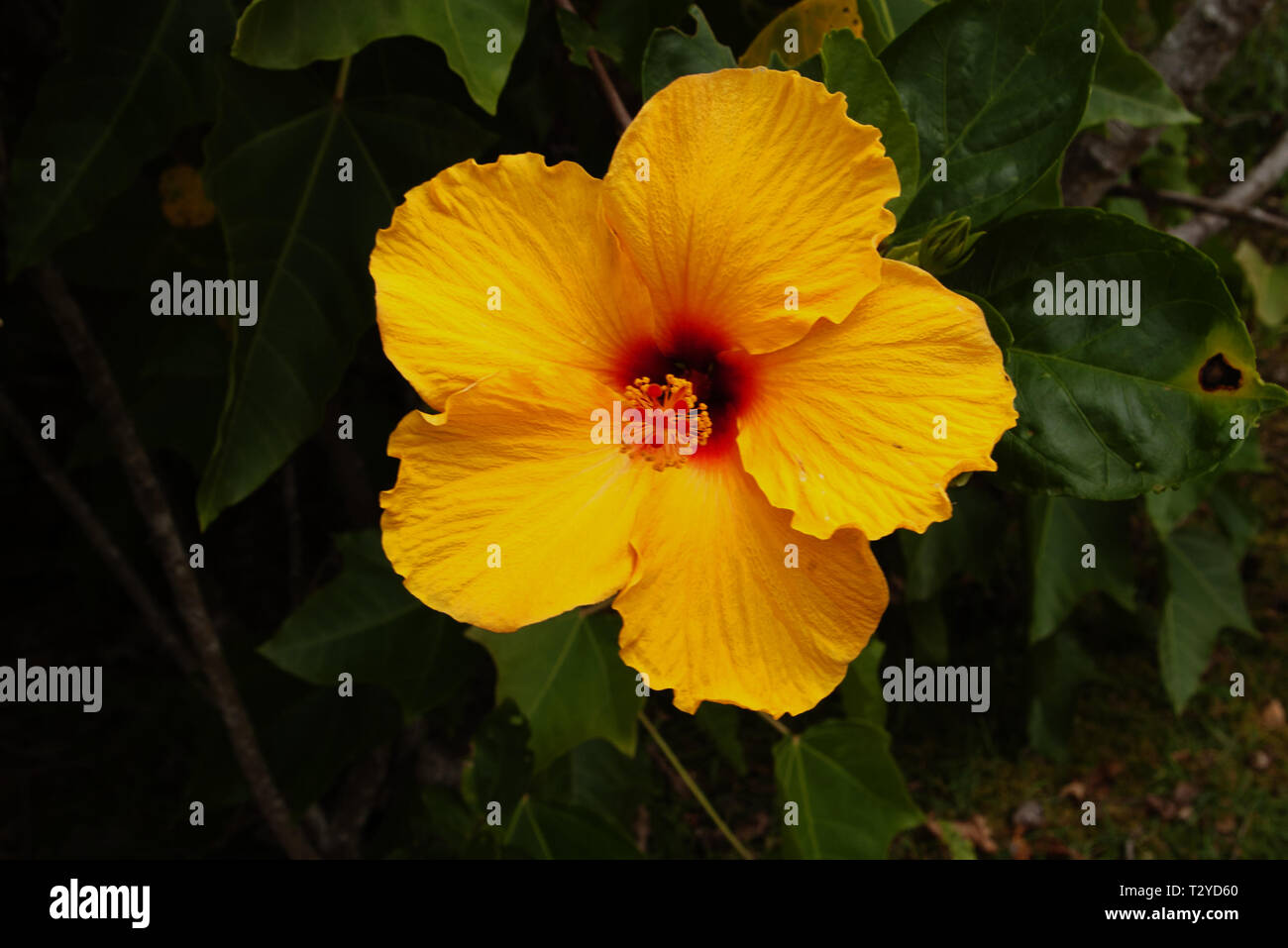 Gelber Hibiskus Stockfoto