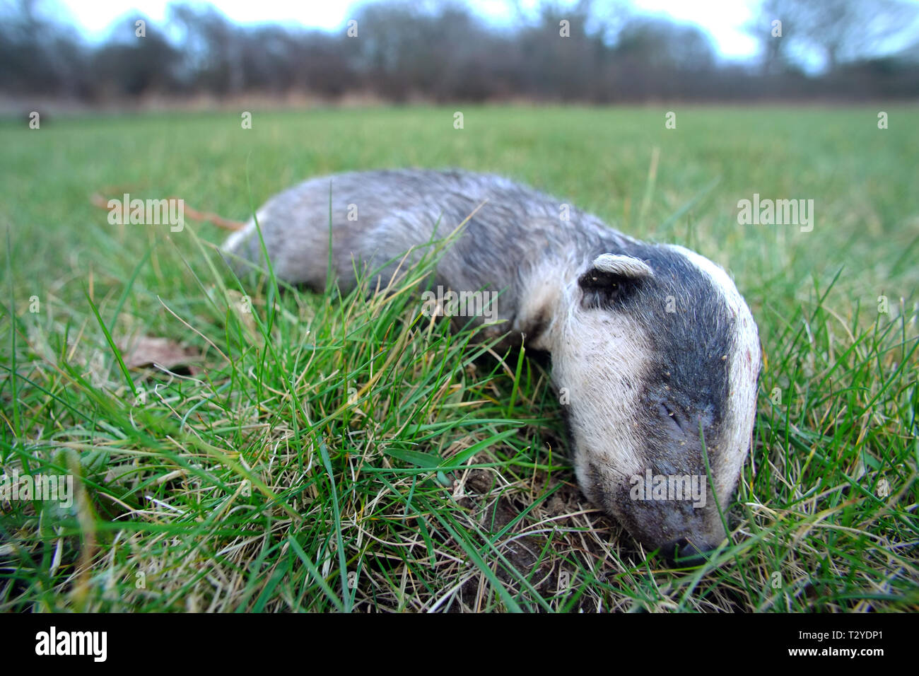 Toten Dachs Cub. Stockfoto