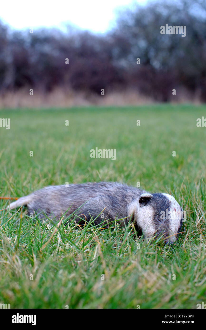 Toten Dachs Cub. Stockfoto