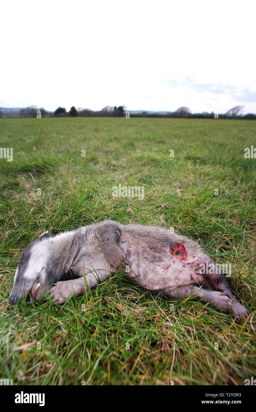 Toten Dachs Cub. Stockfoto