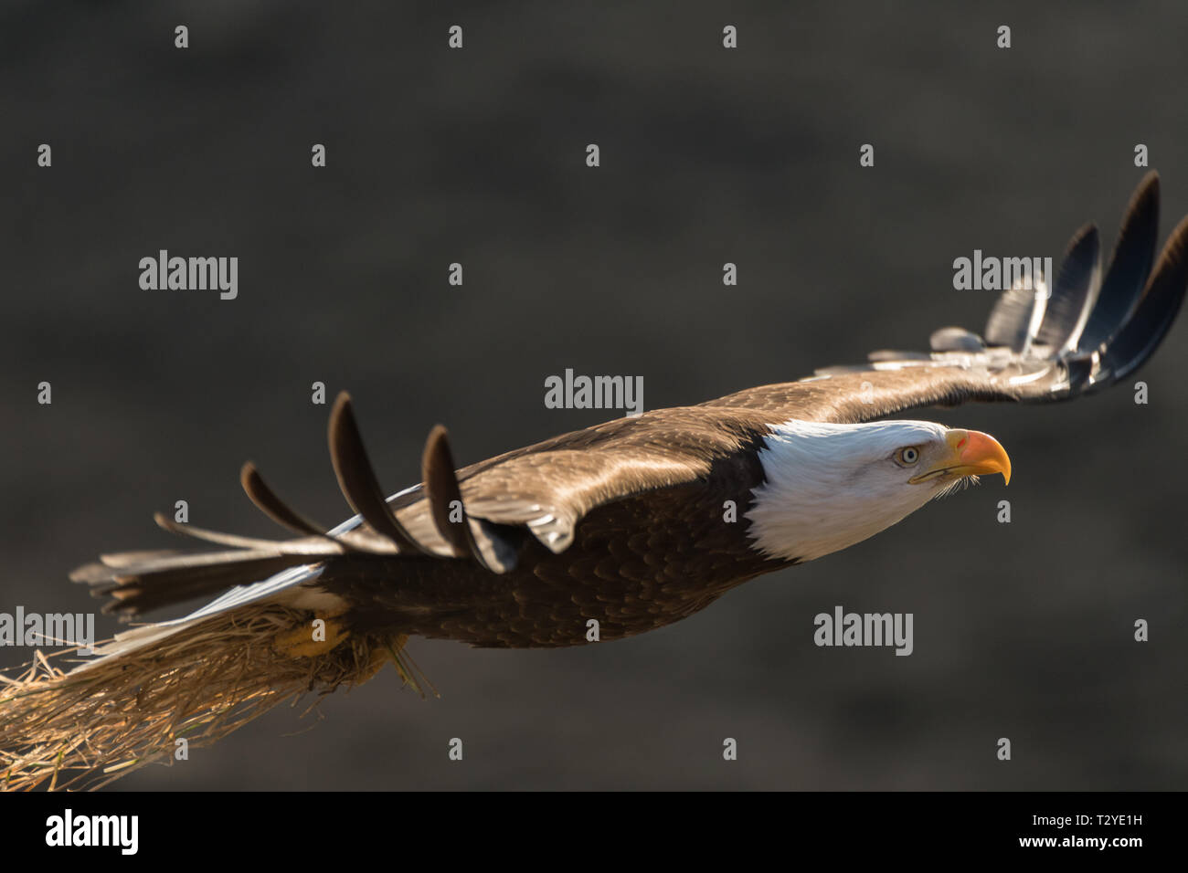Nach der Weißkopfseeadler (Haliaeetus leucocephalus) zurück fliegen zu sein Nest auf Yukon River, in der Nähe von Whitehorse, Yukon, Kanada Stockfoto