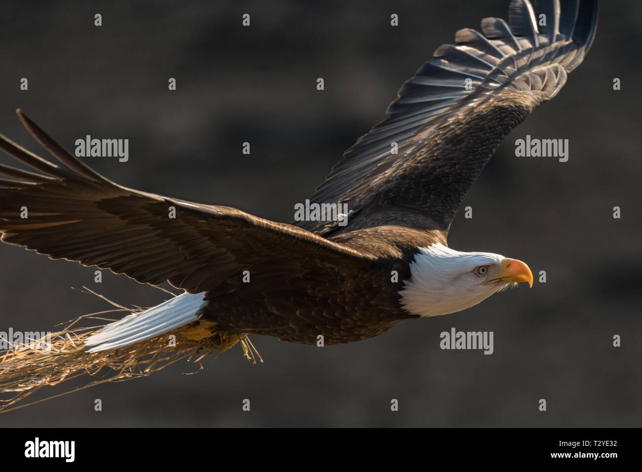 Nach der Weißkopfseeadler (Haliaeetus leucocephalus) zurück fliegen zu sein Nest auf Yukon River, in der Nähe von Whitehorse, Yukon, Kanada Stockfoto