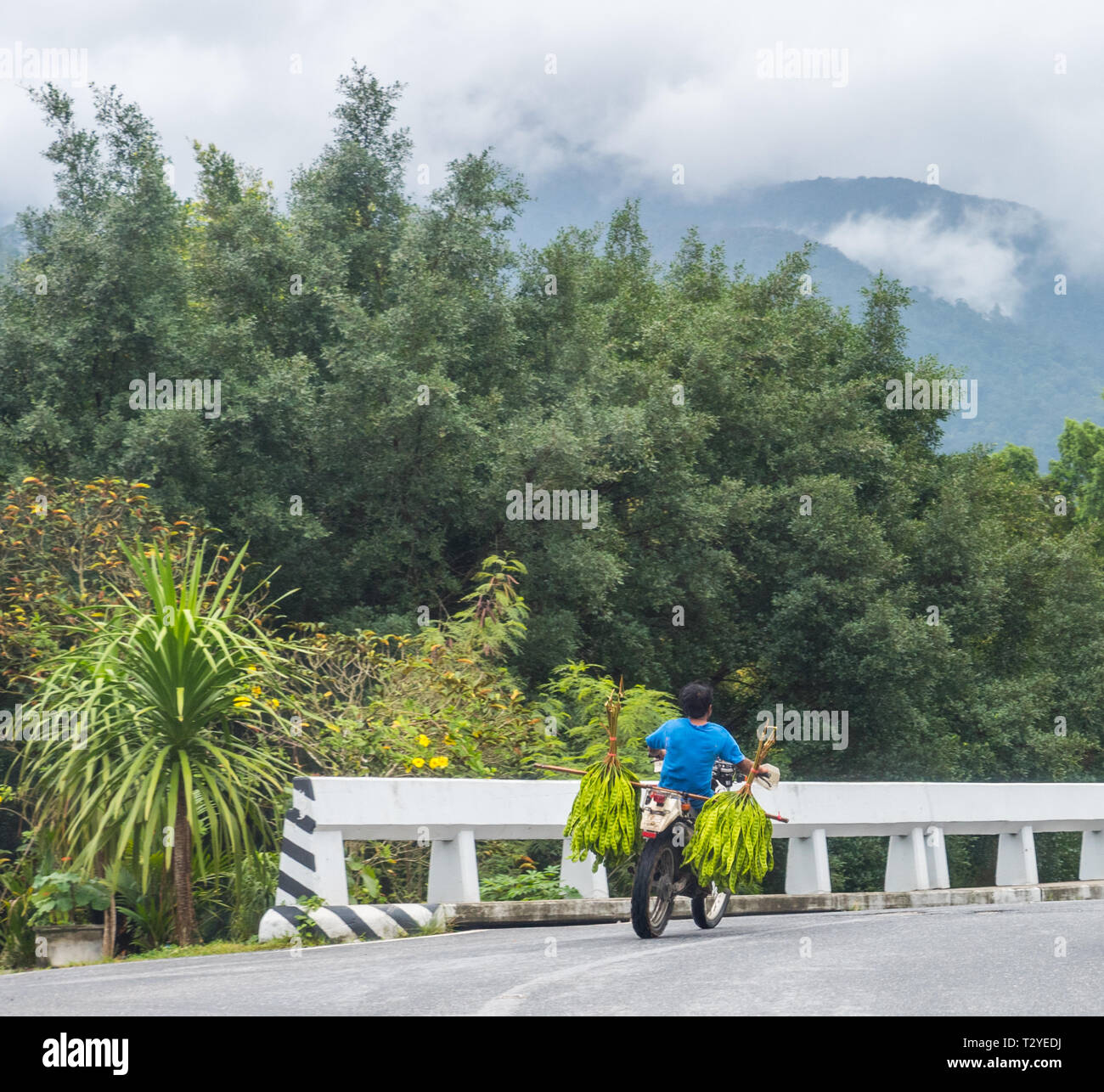Mann auf dem Motorrad in den Bergen der Kiriwong Durchführung sataw Bohnen Stockfoto