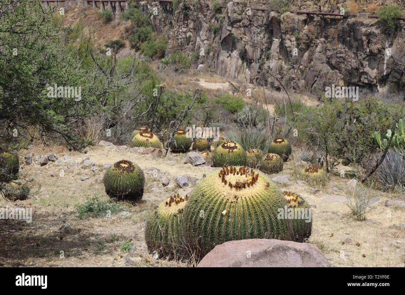 Kaktus Landschaft Stockfoto