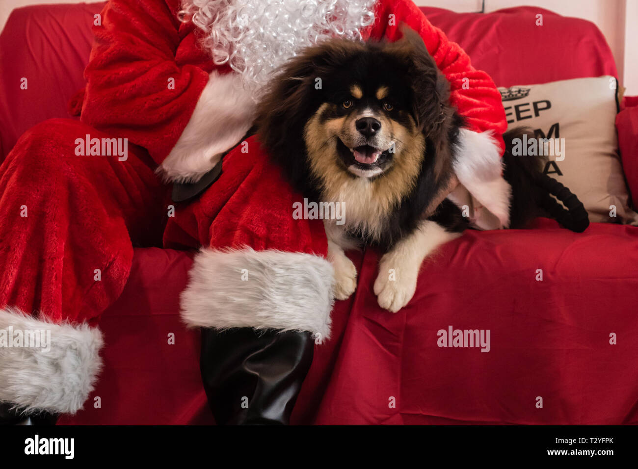 Santa mit adorable finnische Lapphund Stockfoto