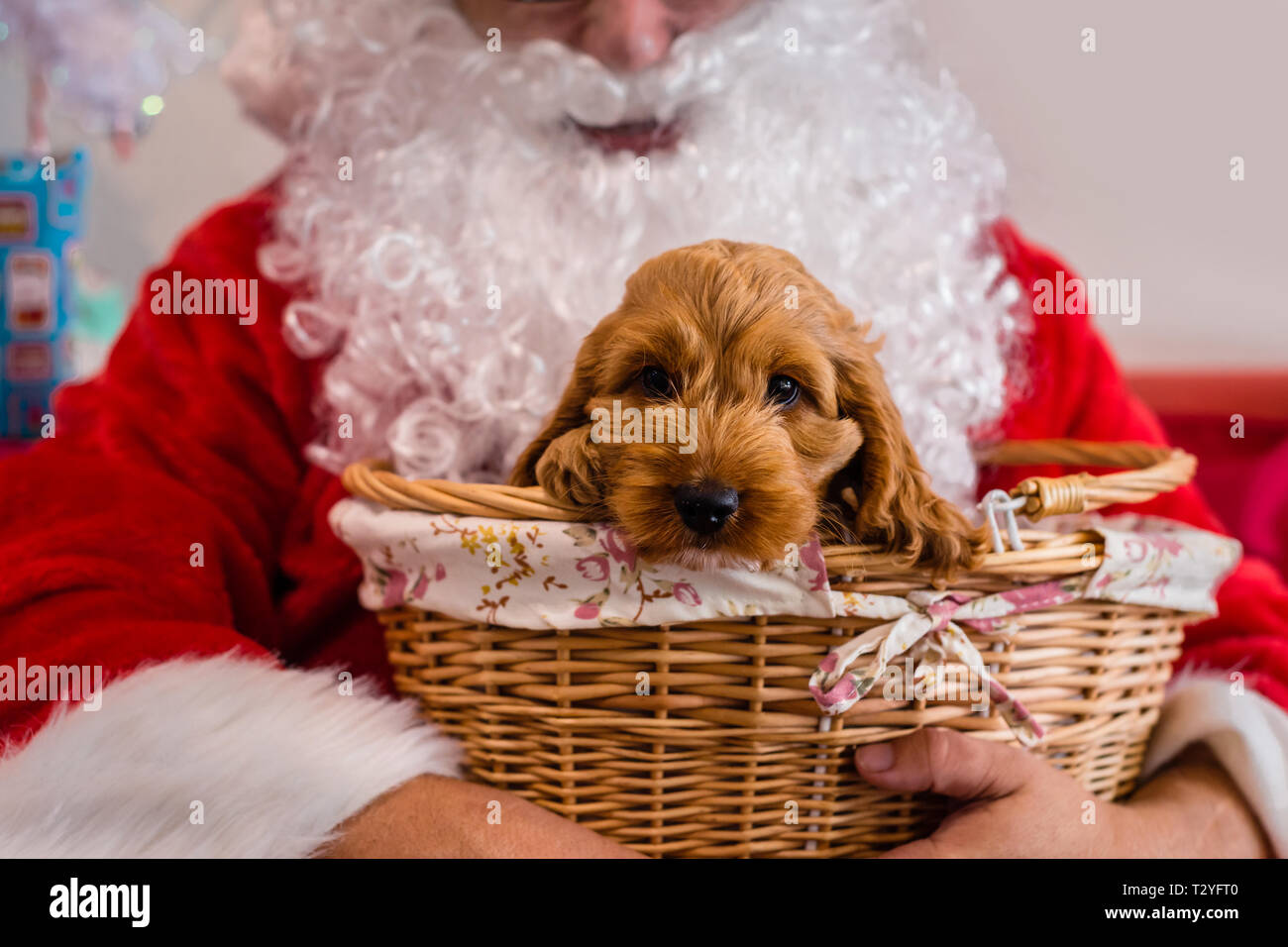 Cute Puppy in Korb mit Santa Stockfoto