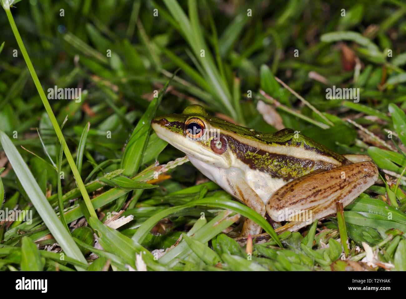 Gemeinsame grünen Frosch (Hylarana Erythraea), Sepilok Nature Reserve, Sabah, Borneo, Malaysia Stockfoto