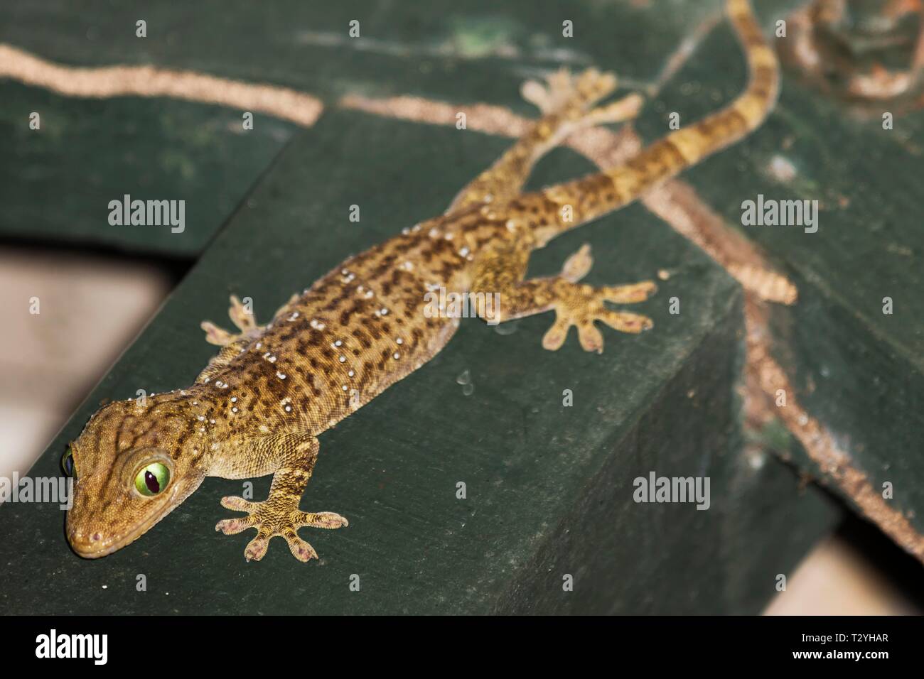 Großen Wald Gecko (Gekko smithii), Sabah, Borneo, Malaysia Stockfoto