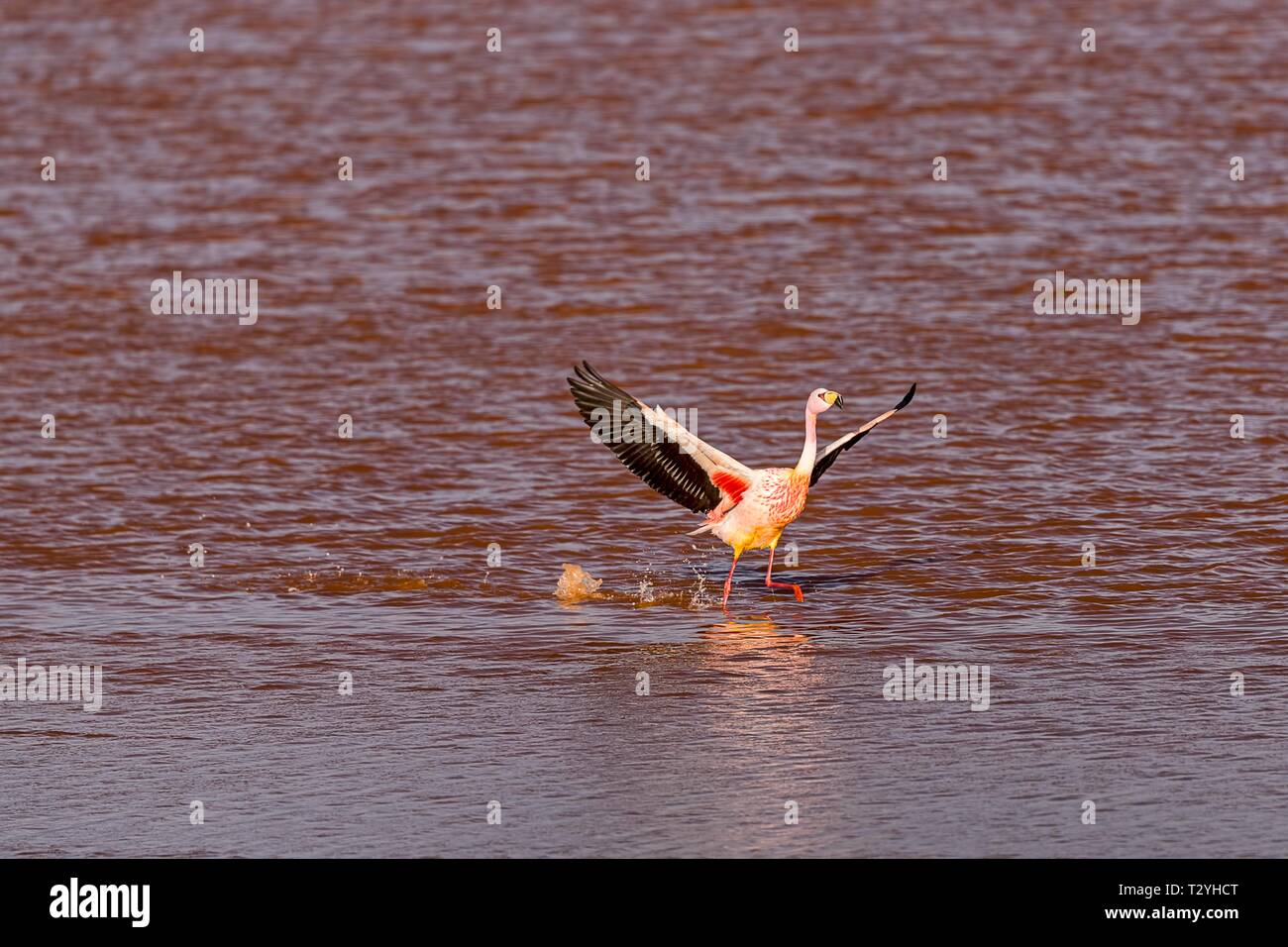 Flying Anden Flamingo (Phoenicoparrus andinus) in der Laguna Colorada, Reserva Nacional de Fauna Andina Eduardo Avaroa, Altiplano, Departamento Stockfoto