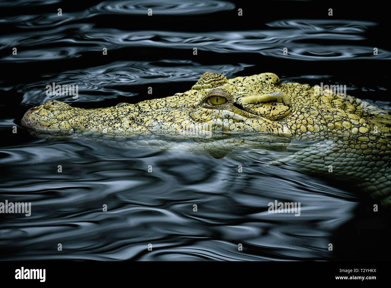 Salzwasser Krokodil (Crocodylus porosus), Tier portrait in Wasser, Albino, Captive, Deutschland Stockfoto