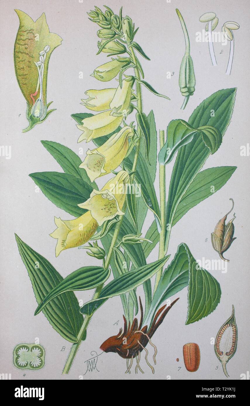 Gelber Fingerhut (Digitalis Grandiflora), historische Abbildung von 1885, Deutschland Stockfoto