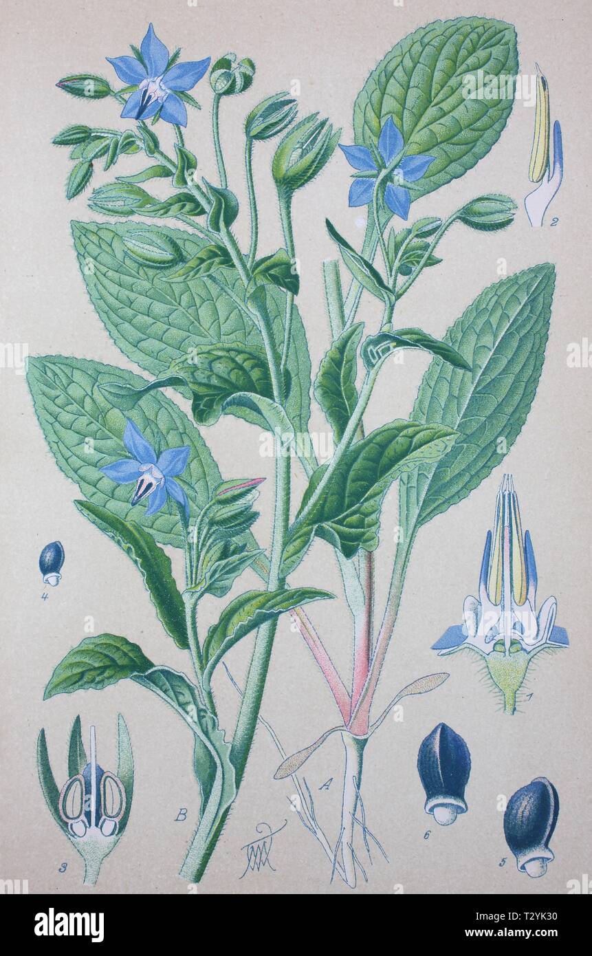 Borretsch (Borago officinalis), historische Abbildung von 1885, Deutschland Stockfoto