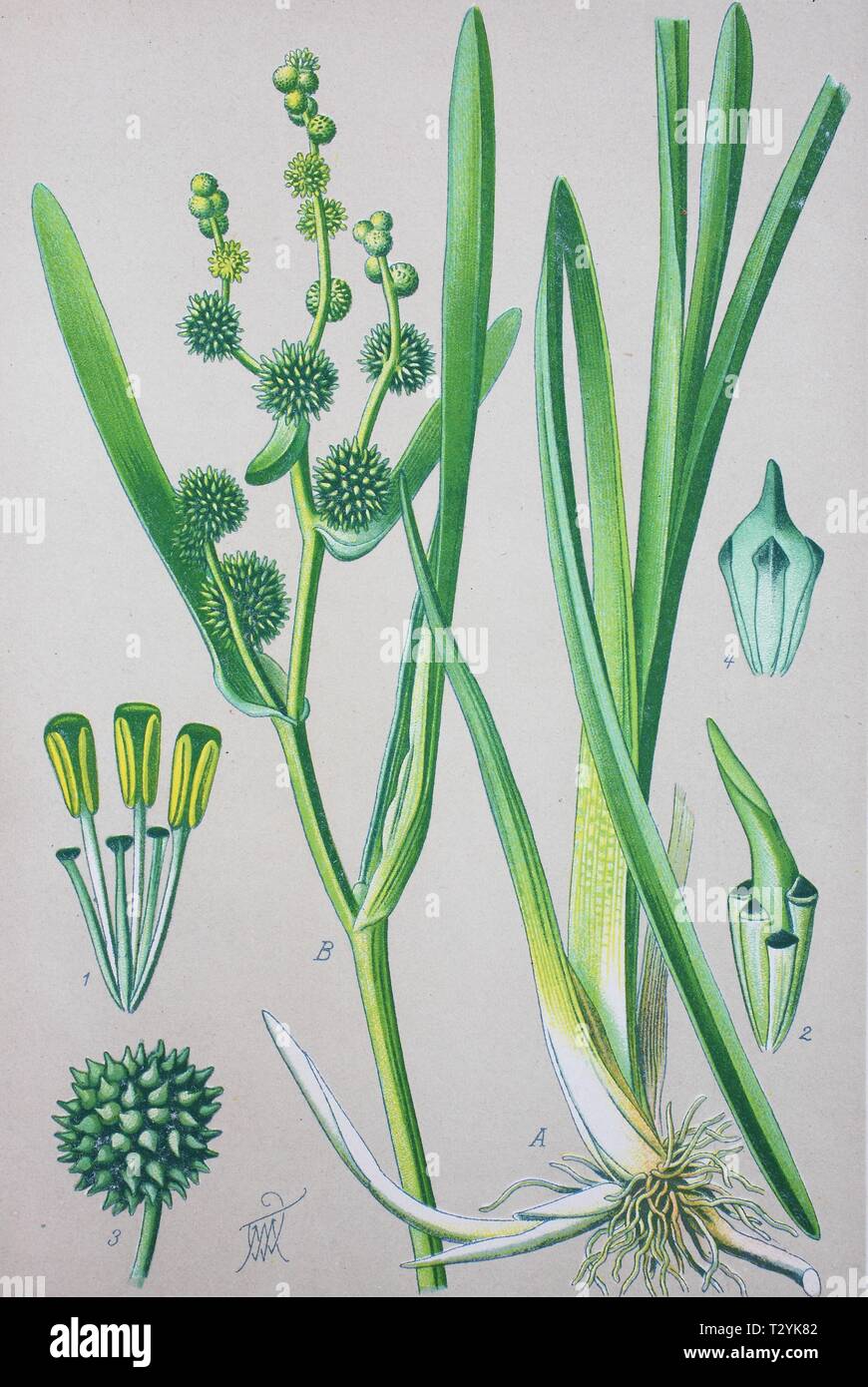 Simplestem bur - Reed (Sparganium erectum), historische Abbildung von 1885, Deutschland Stockfoto