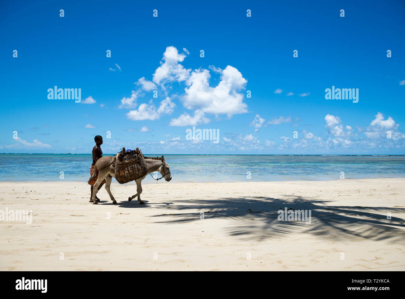 CAIRU, BRASILIEN - eine brasilianische Mann mit einem Esel auf einem entfernten Strand von Bahia, Haus zu einem Schlachthof, die Skins für die asiatischen Märkte. Stockfoto