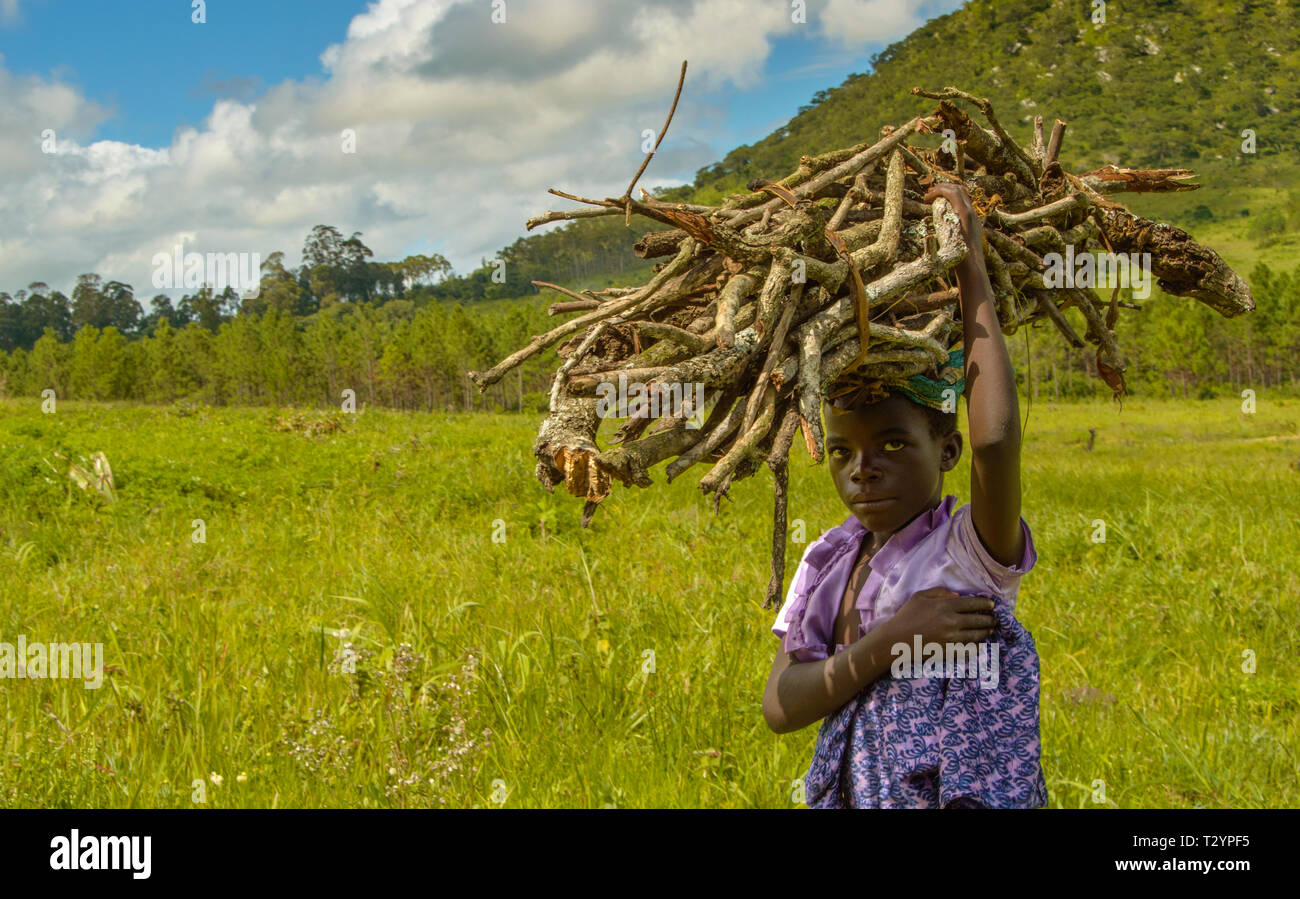 Malawische Mädchen trägt auf dem Kopf ein großes Bündel Brennholz gerade von der Bäume auf dem Hügel hinter ihr Stockfoto