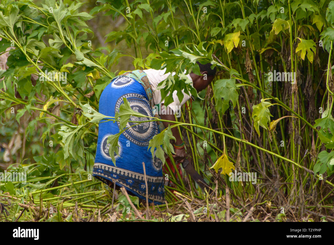 Malawische Frau schneiden wilde Sträucher mit einer Machete natürlichen Dünger zu machen, Stockfoto