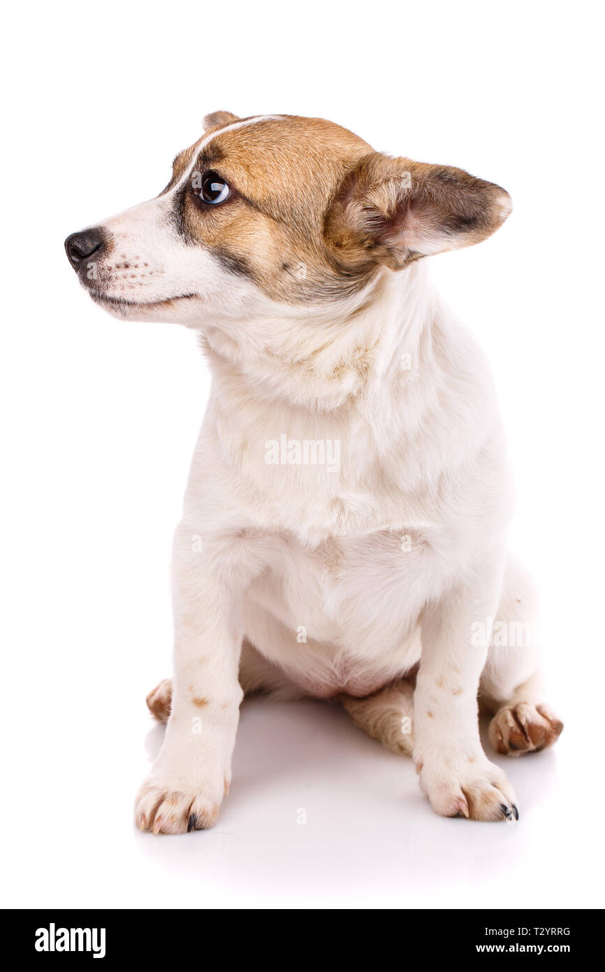 Der Hund setzt sich auf die Hinterbeine und schaut auf der linken Seite. Als package Design Element für Hundefutter. Auf einem weißen Hintergrund isoliert Stockfoto