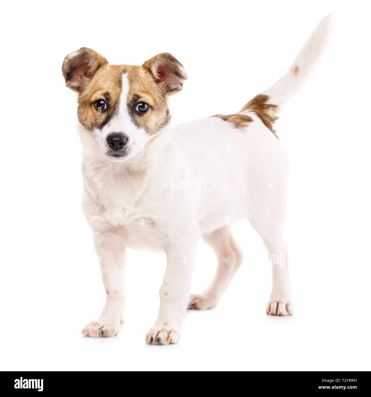 Der Hund ist mit einem erhobenen Schwanz. Lustige Welpen steht seitlich. Welpen stand in der Nähe der Kugel. Auf einem weißen Hintergrund. Als package Design Element fo Stockfoto