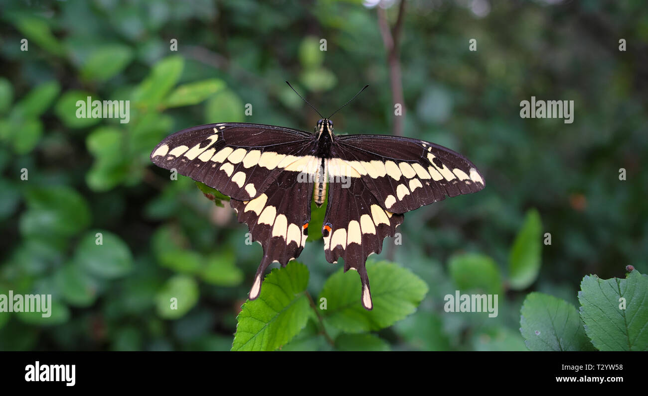 Noch Bild von Butterfly gefunden beim Wandern Stockfoto