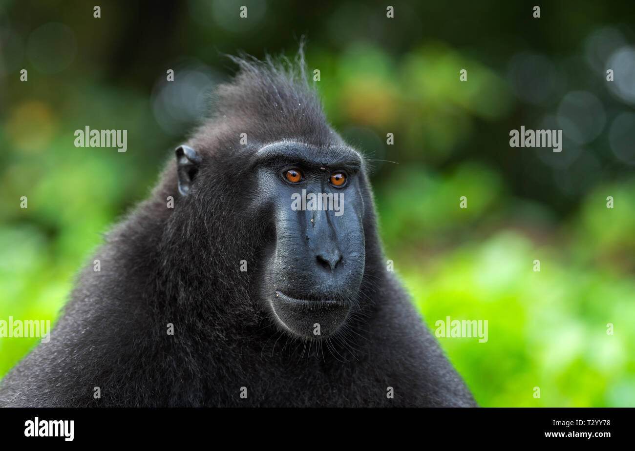 Der Celebes crested Makaken. Nahaufnahme, Porträt, Ansicht von vorne. Crested schwarzen Makaken, Sulawesi crested Makaken, oder den schwarzen Affen. Natürlicher Lebensraum. Sula Stockfoto