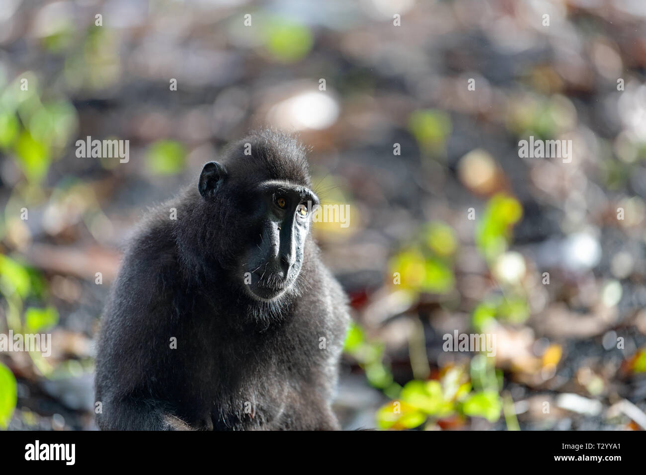 Der Celebes crested Makaken. Crested schwarzen Makaken, Sulawesi Makaken, oder den schwarzen Affen. Natürlicher Lebensraum. Sulawesi. Indonesien. Stockfoto