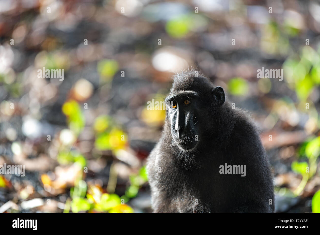 Der Celebes crested Makaken. Crested schwarzen Makaken, Sulawesi Makaken, oder den schwarzen Affen. Natürlicher Lebensraum. Sulawesi. Indonesien. Stockfoto