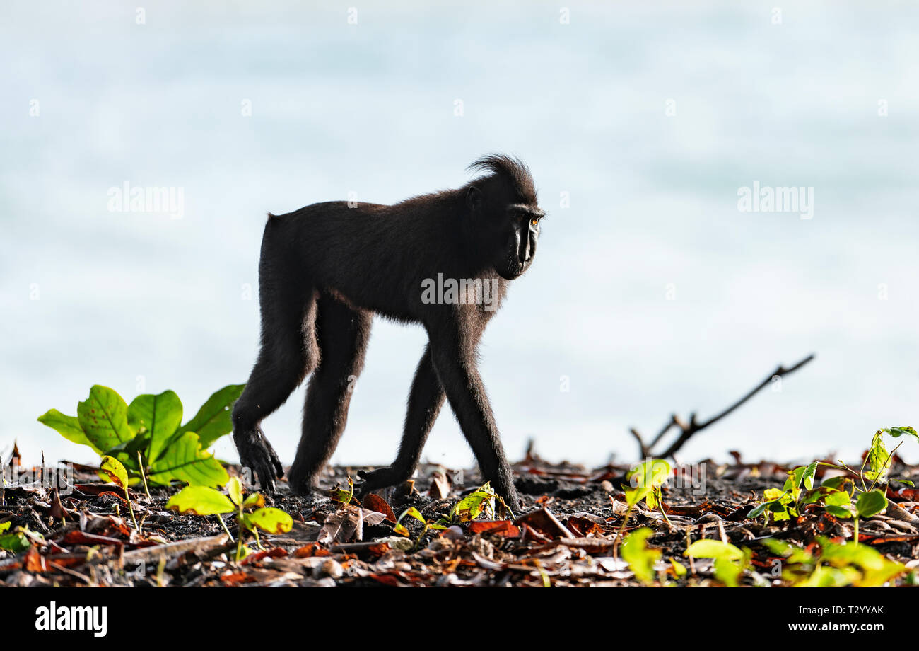 Der Celebes crested Makaken. Crested schwarzen Makaken, Sulawesi crested Makaken, celebes Macaque oder den schwarzen Affen. Natürlicher Lebensraum. Sulawesi. Indonesien. Stockfoto