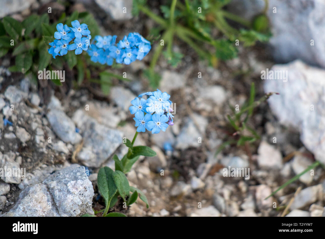 Alpine Forget-me-not in den Bergen Stockfoto
