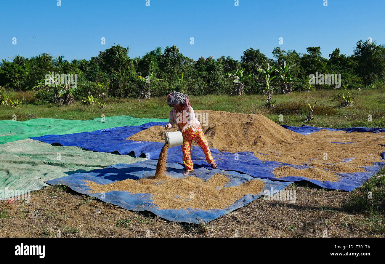 In Battambang Kambodscha 10 12 18 Verbreitung Die Frisch Geernteten Reis In Der Sonne Zu Trocknen Stockfotografie Alamy
