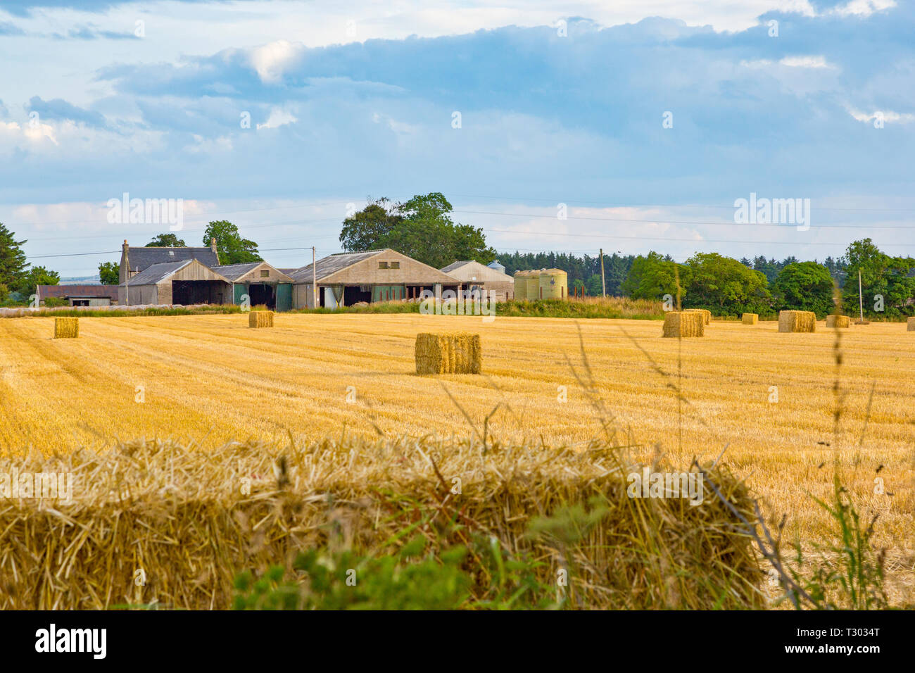 Anzeigen von landwirtschaftlichen Gebäuden unter einem Feld von Gerste in der Nähe von Portsoy in Aberdeenshire Scotland Stockfoto