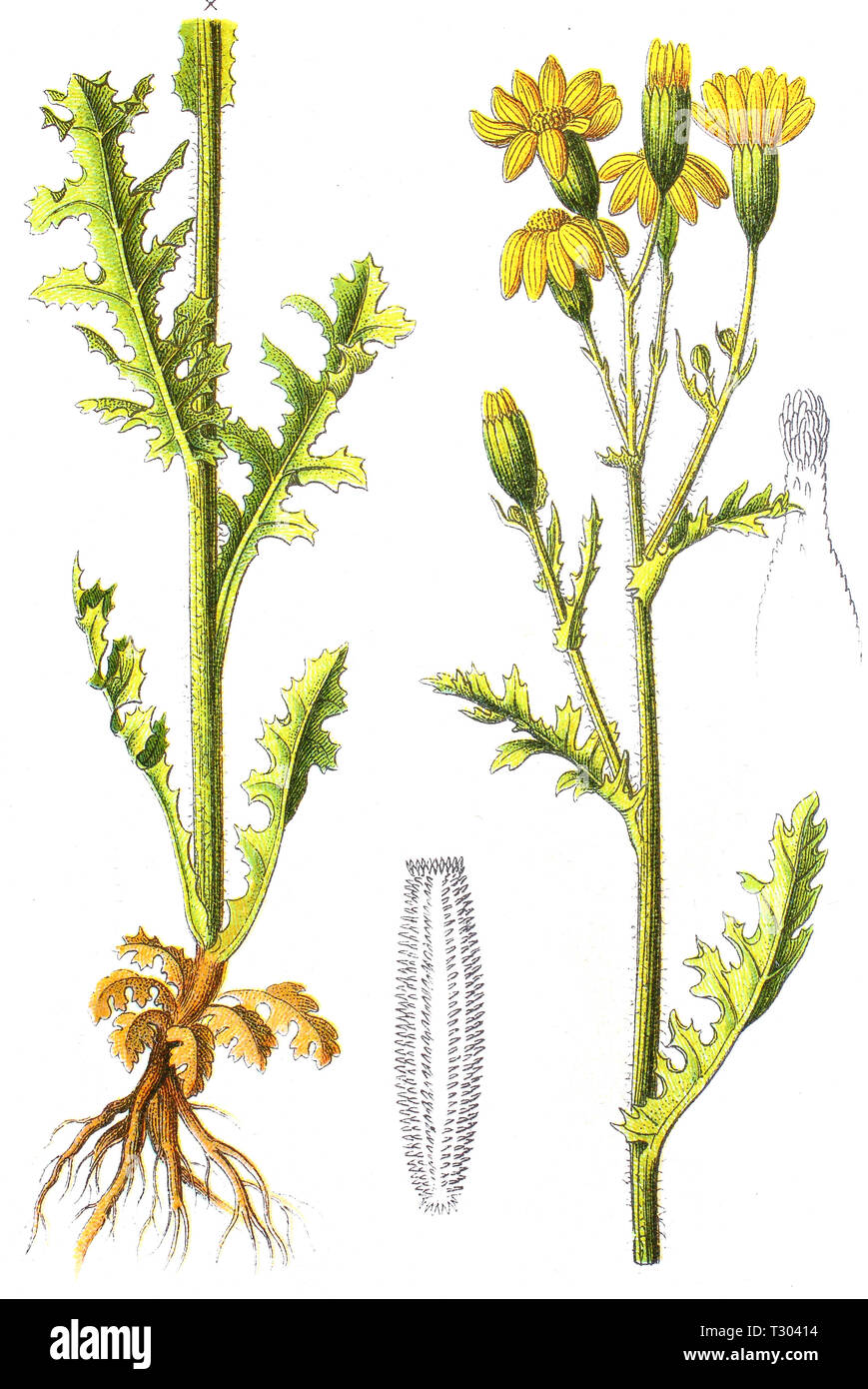 Digital verbesserte Reproduktion einer Abbildung von, Frühlings-Greiskraut, Senecio vernalis leucanthemifolius Subsp, Ost Kreuzkraut, von einer ursprünglichen Drucken des 19. Jahrhunderts Stockfoto